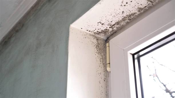 Covington, LA Mold Removal Company