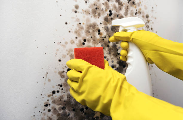 Best Toxic Mold Removal  in Covington, LA